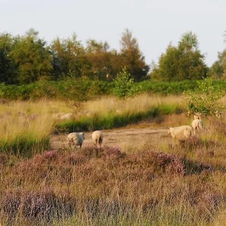 Luxuszelt Glamperen Met Eigen Badkamer In De Peel Voor 6 Pers Happy Behelp