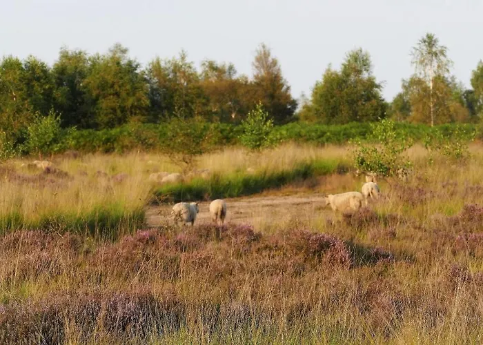 Glamping Glamperen Met Eigen Badkamer In De Peel Voor 6 Pers Happy Behelp
