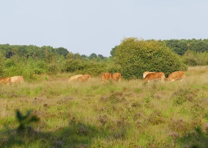 Glamperen Met Eigen Badkamer In De Peel Voor 6 Pers Happy Behelp
